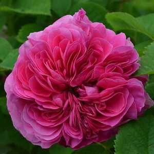 Boja sljezi  - damascena ruža 